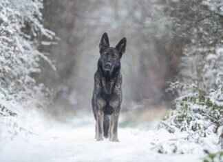 How Much Does It Cost to Cremate a Dog? Pet Owner Guide How Much Does It Cost to Cremate a Dog? Pet Owner Guide