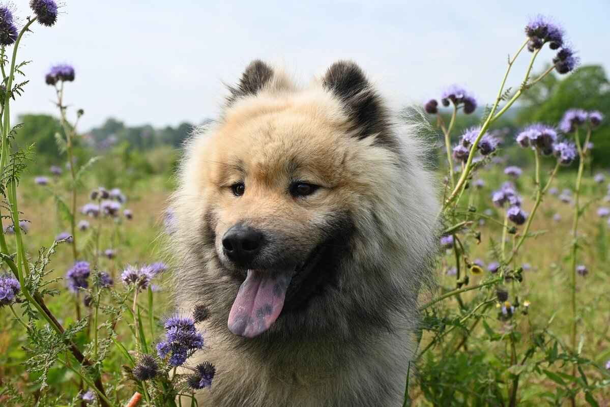 Types of Dog Cremation Services