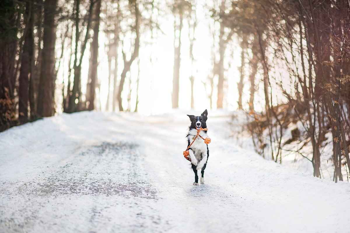 Emotional Considerations in Pet Cremation