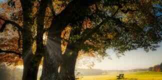 How Much Does It Cost to Lift a Bench Warrant? What You Should Know How Much Does It Cost to Lift a Bench Warrant? What You Should Know