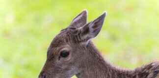 How Much Does It Cost to Process a Deer? How Much Does It Cost to Process a Deer?