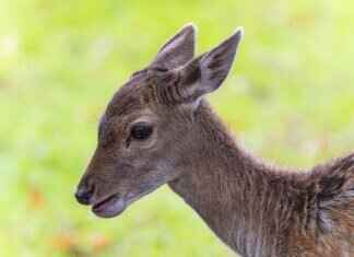 How Much Does It Cost to Process a Deer? How Much Does It Cost to Process a Deer?