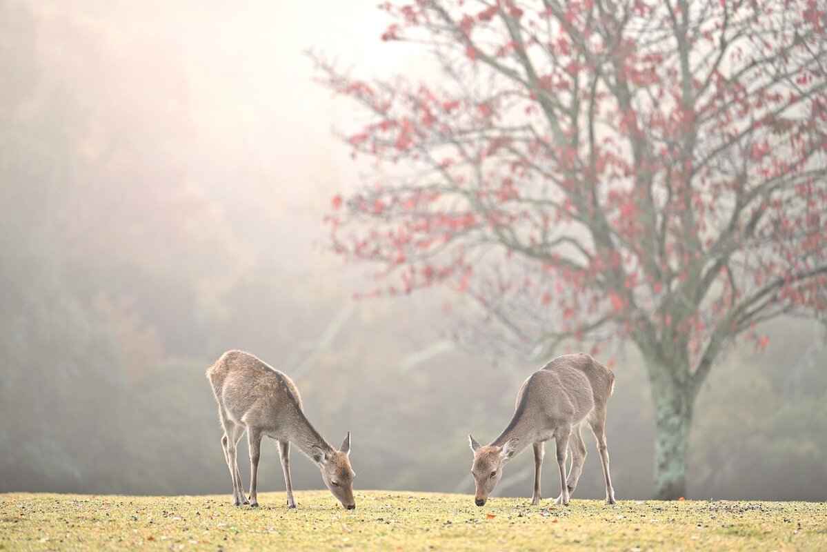 How Much Does It Cost to Process a Deer? 1 Understanding Deer Processing Costs