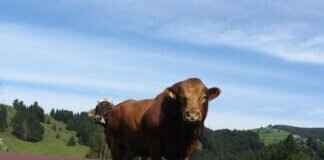 How Much Does It Cost to Rent a Mechanical Bull for a Party? How Much Does It Cost to Rent a Mechanical Bull for a Party?