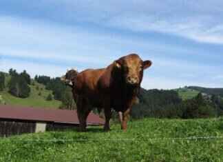 How Much Does It Cost to Rent a Mechanical Bull for a Party? How Much Does It Cost to Rent a Mechanical Bull for a Party?