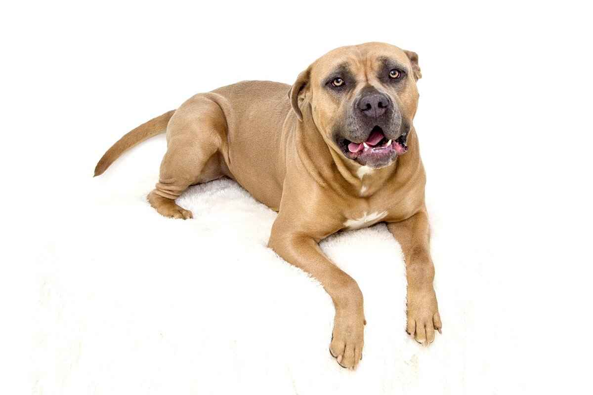 Average Costs of Renting a Mechanical Bull