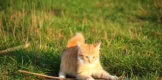 How Old Should a Kitten Be to Get Fixed? Vet-Approved Timeline How Old Should a Kitten Be to Get Fixed? Vet-Approved Timeline