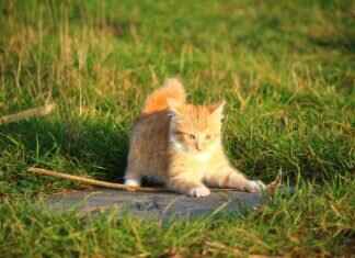 How Old Should a Kitten Be to Get Fixed? Vet-Approved Timeline How Old Should a Kitten Be to Get Fixed? Vet-Approved Timeline