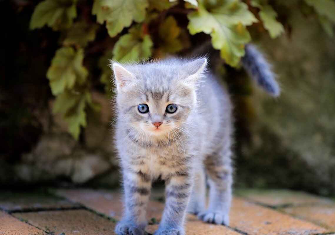 How Old Should a Kitten Be to Get Fixed? Vet-Approved Timeline 1 Why Spaying and Neutering is Important