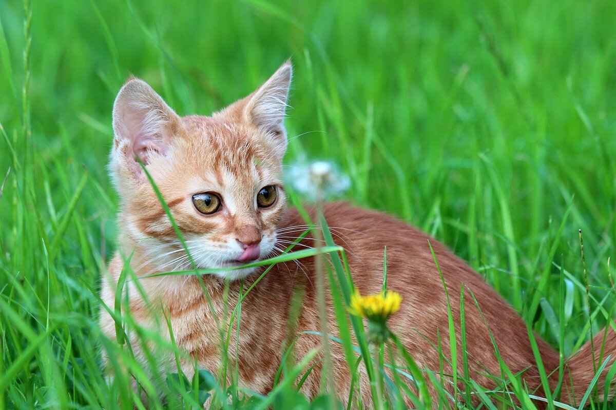 How Old Should a Kitten Be to Get Fixed? Vet-Approved Timeline 4 What to Expect During the Procedure
