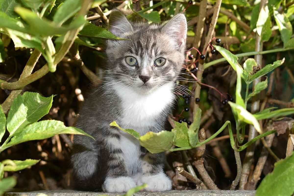 How Old Should a Kitten Be to Get Fixed? Vet-Approved Timeline 5 Costs Associated with Spaying and Neutering