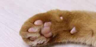 How Paw Patrol Encourages Problem-Solving in Kids How Paw Patrol Encourages Problem-Solving in Kids