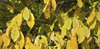 How Paw Patrol Teaches Kids Important Life Lessons How Paw Patrol Teaches Kids Important Life Lessons