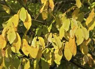 How Paw Patrol Teaches Kids Important Life Lessons How Paw Patrol Teaches Kids Important Life Lessons