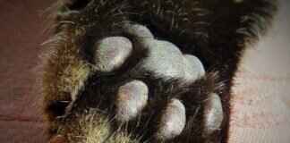 How Paw Patrol Was Created: Behind-the-Scenes Facts How Paw Patrol Was Created: Behind-the-Scenes Facts