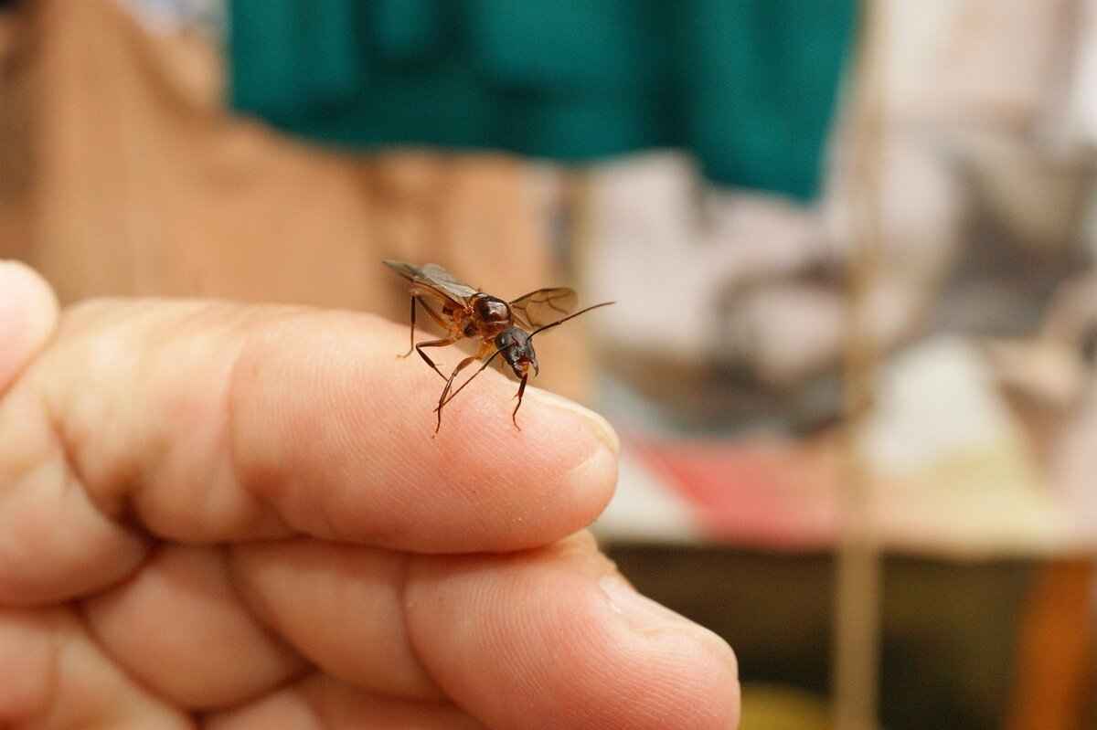 Festivals Celebrated in West Bengal