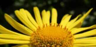 How to Apply for West Bengal Lottery Sambad and Win Big How to Apply for West Bengal Lottery Sambad and Win Big