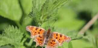 How to Assign an Event Handler in C++ Builder How to Assign an Event Handler in C++ Builder