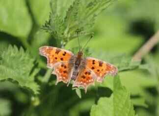 How to Assign an Event Handler in C++ Builder How to Assign an Event Handler in C++ Builder