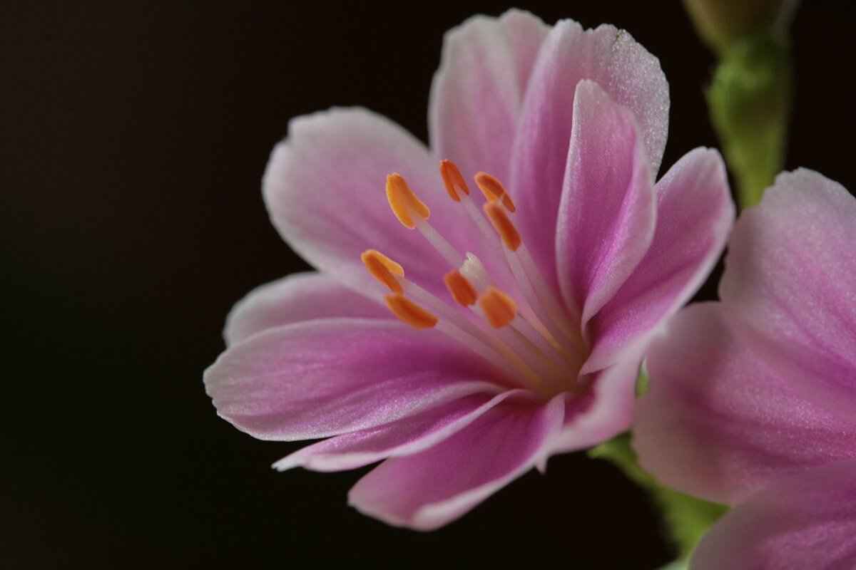 Resilience in the Face of Adversity