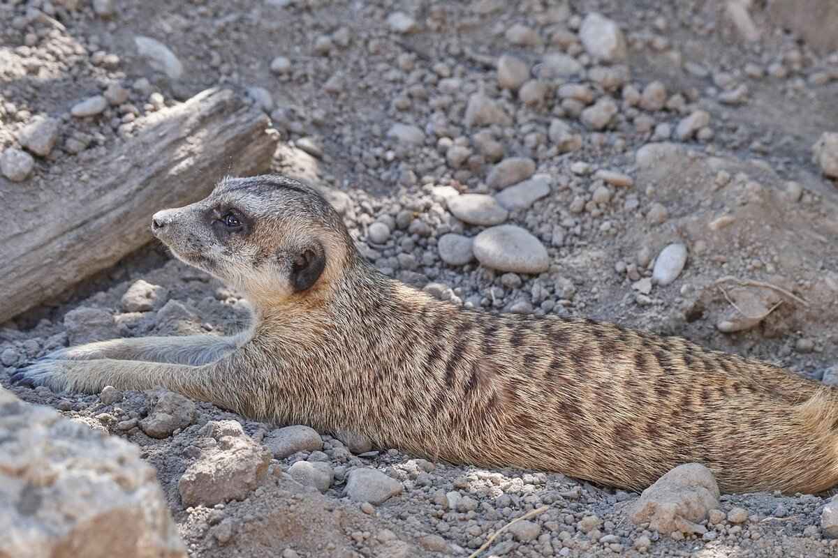 Qualifications Required to Become a Guardian ad Litem