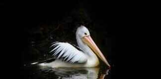 How to Cancel an Incorrect Phone Bill? How to Cancel an Incorrect Phone Bill?