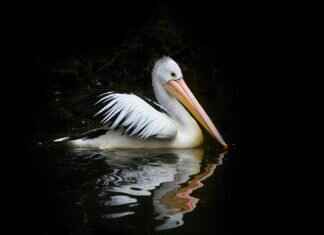 How to Cancel an Incorrect Phone Bill? How to Cancel an Incorrect Phone Bill?