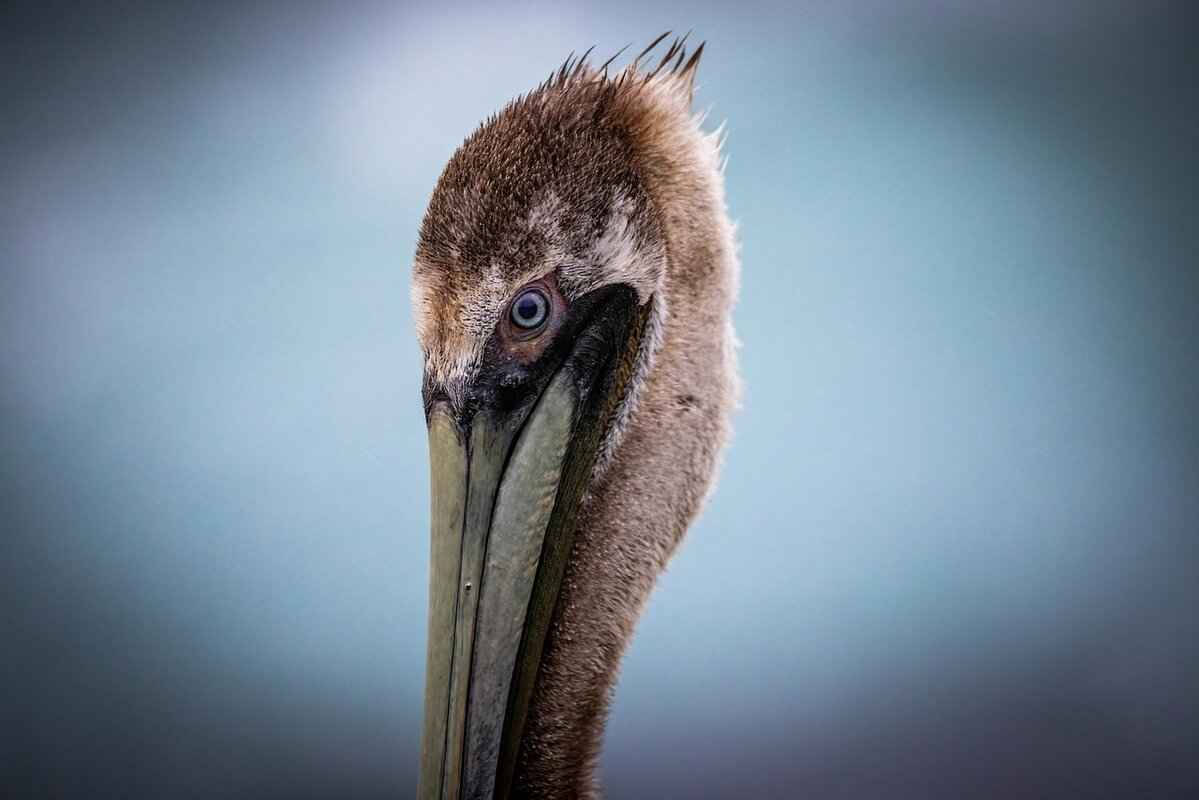 Common Reasons for Incorrect Phone Bills