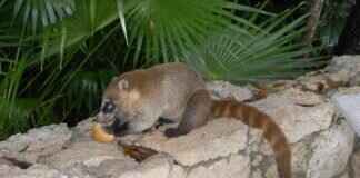 How to Cancel Your Huma Subscription Without Hassle How to Cancel Your Huma Subscription Without Hassle