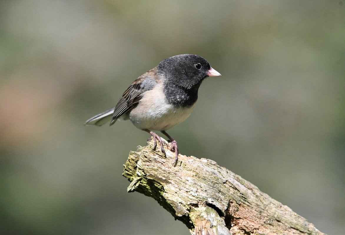 Setting Up Your Camera for Slow-Motion Shots