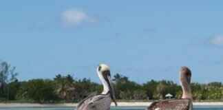 How to Change a Honda Key Fob Battery Without a Mechanic How to Change a Honda Key Fob Battery Without a Mechanic