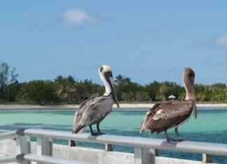 How to Change a Honda Key Fob Battery Without a Mechanic How to Change a Honda Key Fob Battery Without a Mechanic