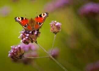 How to Clean a Nectar Collector for Better Performance How to Clean a Nectar Collector for Better Performance