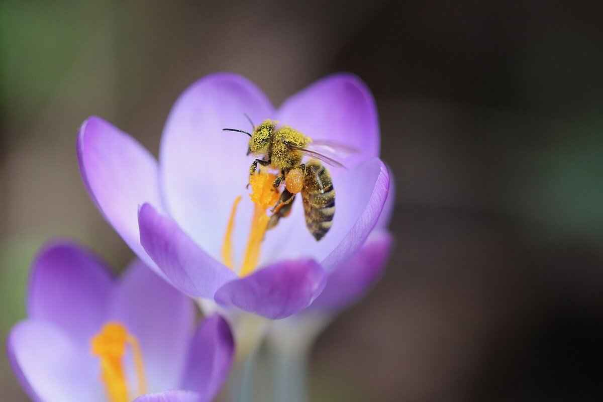 How to Clean a Nectar Collector for Better Performance 1 Why Cleaning Your Nectar Collector is Essential
