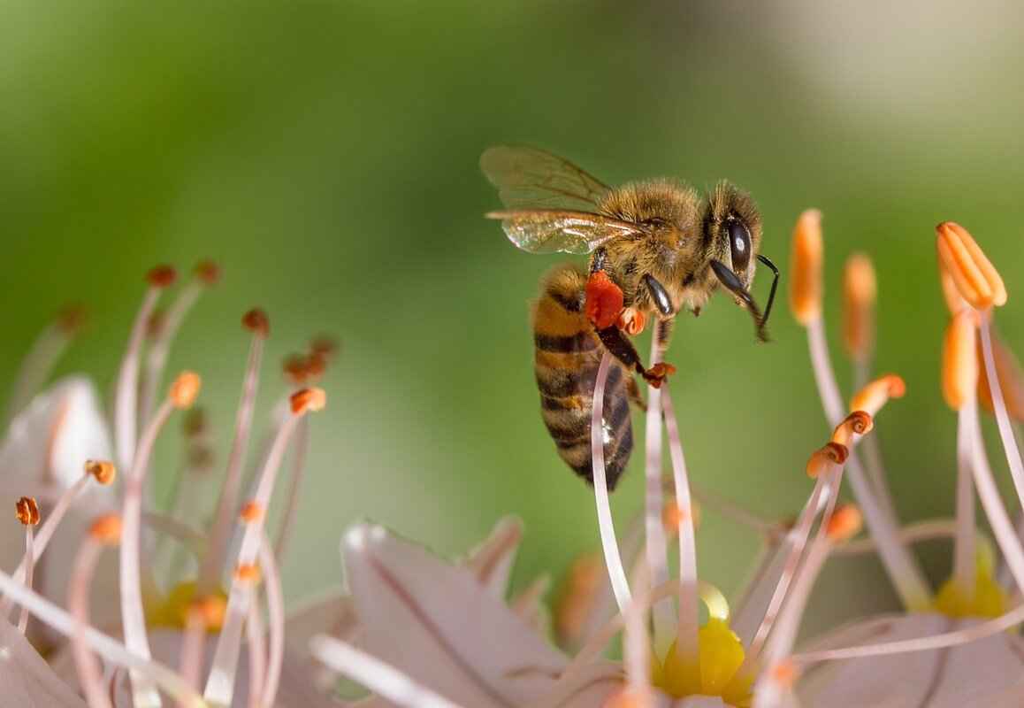 How to Clean a Nectar Collector for Better Performance 2 Materials Needed for Cleaning a Nectar Collector