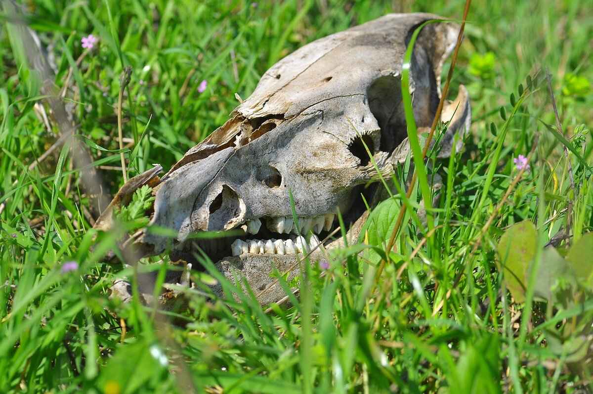 Gathering the Necessary Supplies