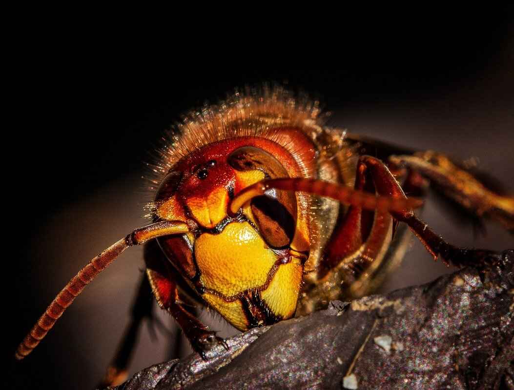 Pest-Proofing Your Apartment