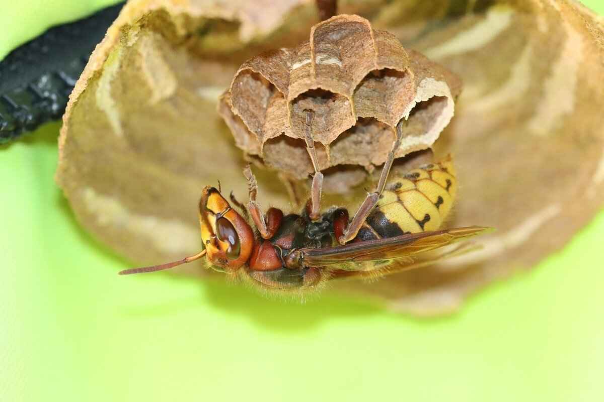 Signs of Pest Infestation