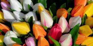 How to Clean Artificial Grass Leaves Without Damaging Them How to Clean Artificial Grass Leaves Without Damaging Them