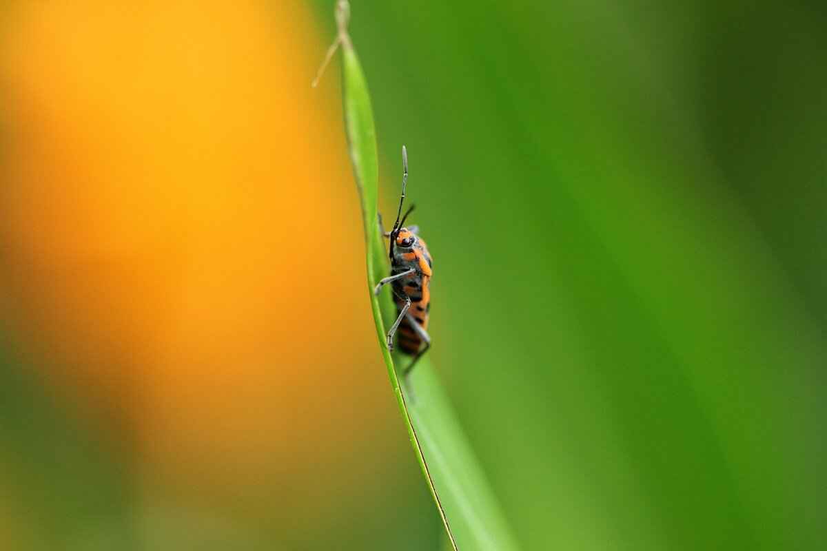 How to Clean Artificial Grass Leaves Without Damaging Them 7 Seasonal Maintenance Tips for Artificial Grass