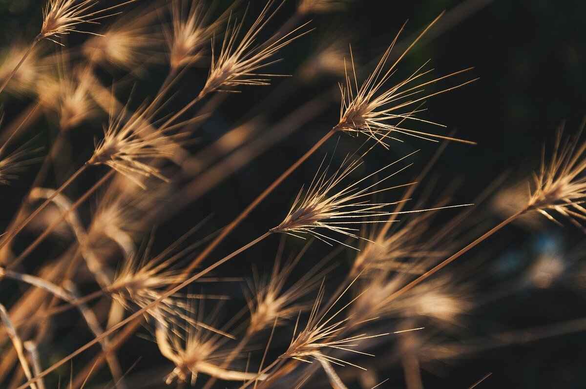 How to Clean Artificial Grass Leaves Without Damaging Them 2 Why You Should Regularly Clean Artificial Grass