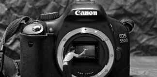 How to Clean Bird Poop Off Your Car: Quick and Effective Tips How to Clean Bird Poop Off Your Car: Quick and Effective Tips