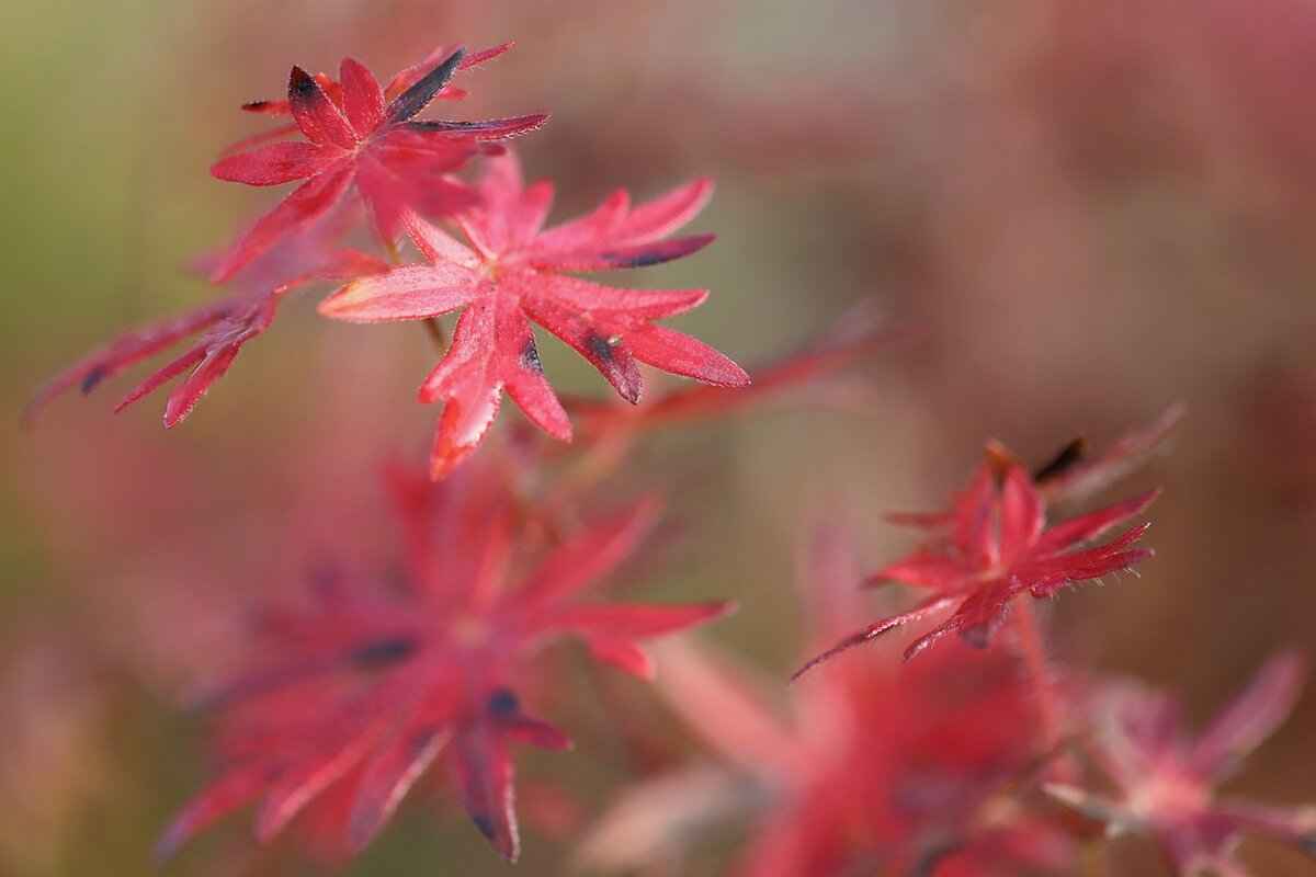 How to Clean Blood Off Concrete: Best Stain Removal Methods 3 Essential Supplies for Blood Stain Removal