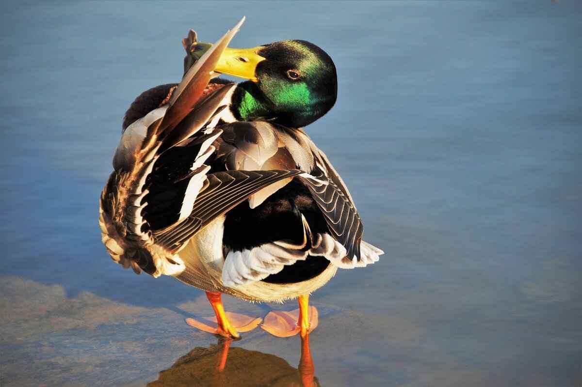 How to Cleanse Selenite Without Damaging Its Structure 5 Employing Smoke for Cleansing Selenite