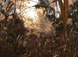 How to Connect a VU Meter to a Recorder Easily How to Connect a VU Meter to a Recorder Easily