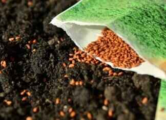 How to Consume Chia Seeds: The Best Ways to Add Them to Your Diet How to Consume Chia Seeds: The Best Ways to Add Them to Your Diet