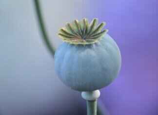 How to Cook Chia Seeds: The Best Methods for Easy Digestion How to Cook Chia Seeds: The Best Methods for Easy Digestion