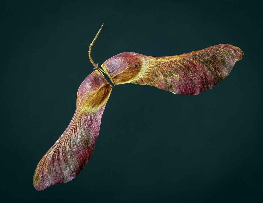 How to Use Chia Seeds in Smoothies and Drinks?