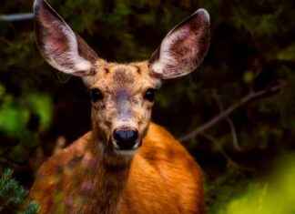 How to Create a Big Wig Hairstyle for Any Occasion How to Create a Big Wig Hairstyle for Any Occasion