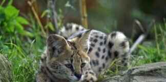 How to Create a Paw Patrol-Themed Playroom for Your Child How to Create a Paw Patrol-Themed Playroom for Your Child